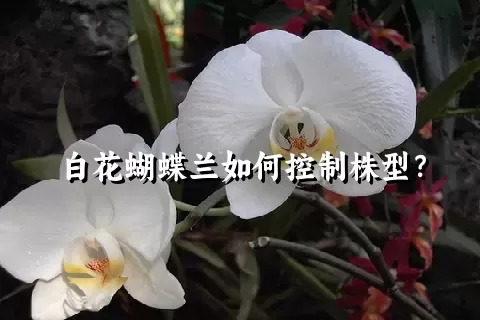 白花蝴蝶兰如何控制株型？