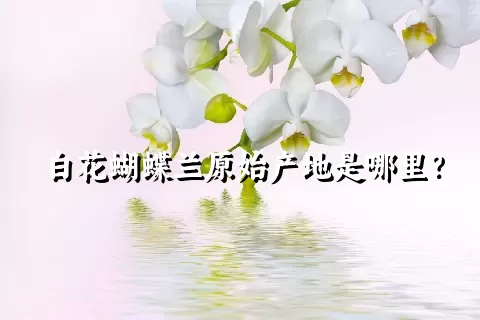 白花蝴蝶兰原始产地是哪里？