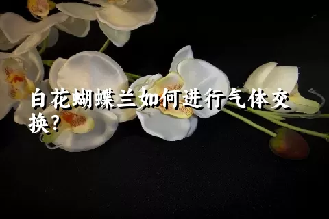 白花蝴蝶兰如何进行气体交换？