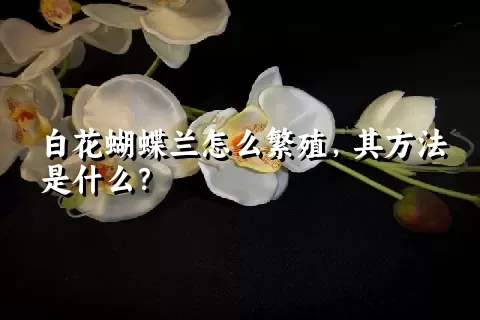 白花蝴蝶兰怎么繁殖，其方法是什么？