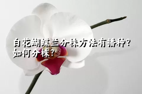 白花蝴蝶兰分株方法有播种？如何分株？