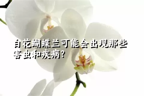 白花蝴蝶兰可能会出现那些害虫和疾病？