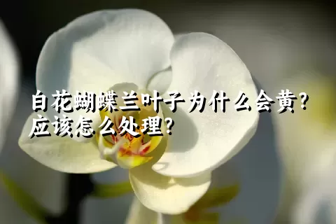 白花蝴蝶兰叶子为什么会黄？应该怎么处理？