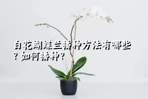 白花蝴蝶兰播种方法有哪些？如何播种？