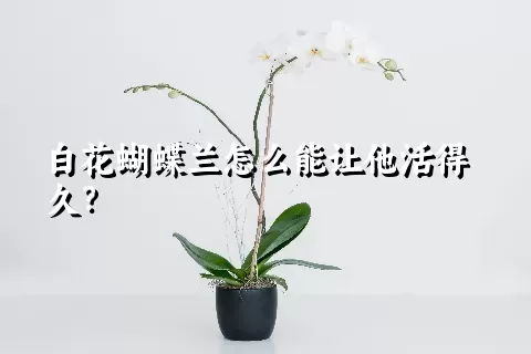 白花蝴蝶兰怎么能让他活得久？