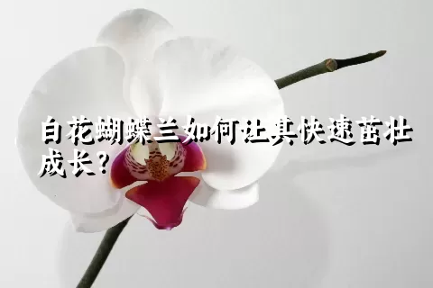 白花蝴蝶兰如何让其快速茁壮成长？