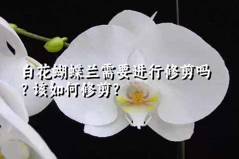 白花蝴蝶兰需要进行修剪吗？该如何修剪？