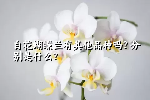 白花蝴蝶兰有其他品种吗？分别是什么？