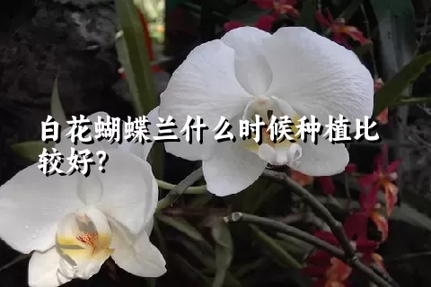 白花蝴蝶兰什么时候种植比较好？