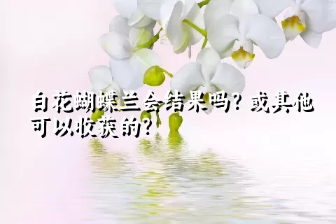 白花蝴蝶兰会结果吗？或其他可以收获的？