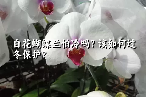 白花蝴蝶兰怕冷吗？该如何过冬保护？