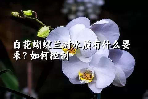 白花蝴蝶兰对水质有什么要求？如何控制