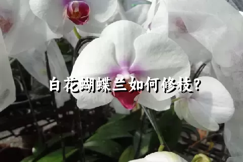 白花蝴蝶兰如何修枝？