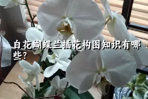 白花蝴蝶兰插花构图知识有哪些？