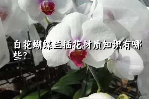 白花蝴蝶兰插花材质知识有哪些？