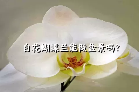 白花蝴蝶兰能做盆景吗？