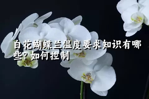 白花蝴蝶兰温度要求知识有哪些？如何控制