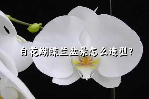 白花蝴蝶兰盆景怎么造型？