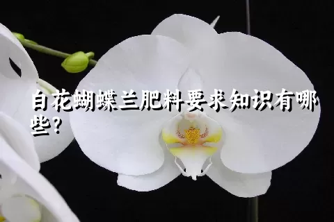 白花蝴蝶兰肥料要求知识有哪些？