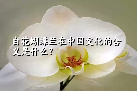 白花蝴蝶兰在中国文化的含义是什么？