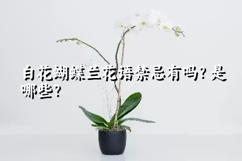 白花蝴蝶兰花语禁忌有吗？是哪些？