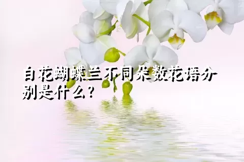 白花蝴蝶兰不同朵数花语分别是什么？