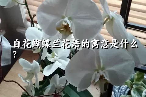 白花蝴蝶兰花语的寓意是什么？