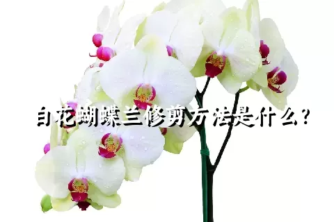 白花蝴蝶兰修剪方法是什么？