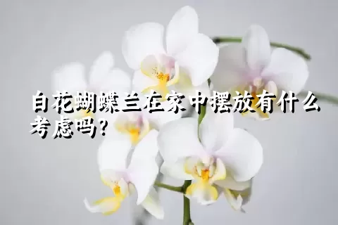 白花蝴蝶兰在家中摆放有什么考虑吗？