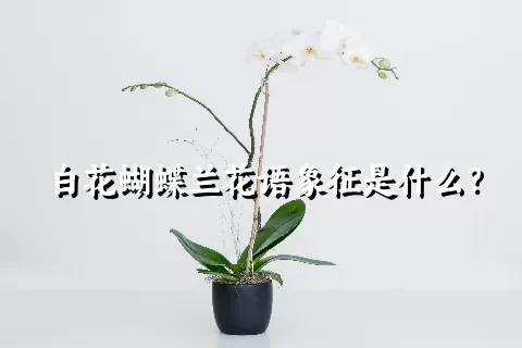 白花蝴蝶兰花语象征是什么？