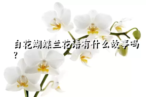 白花蝴蝶兰花语有什么故事吗？