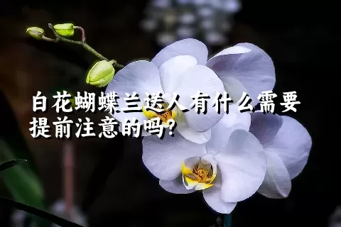 白花蝴蝶兰送人有什么需要提前注意的吗？