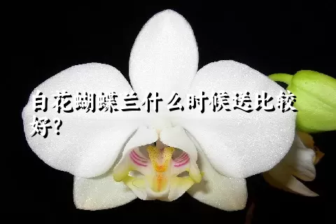 白花蝴蝶兰什么时候送比较好？