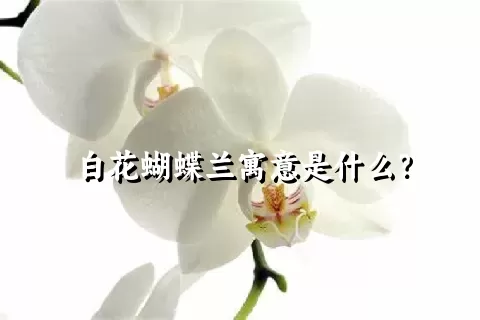 白花蝴蝶兰寓意是什么？