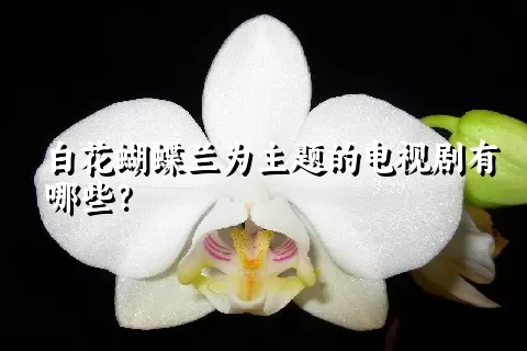 白花蝴蝶兰为主题的电视剧有哪些？