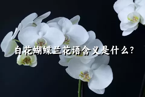 白花蝴蝶兰花语含义是什么？