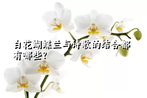 白花蝴蝶兰与诗歌的结合都有哪些？