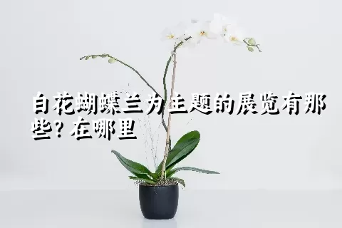 白花蝴蝶兰为主题的展览有那些？在哪里