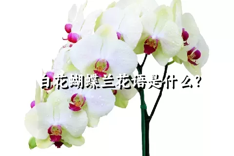 白花蝴蝶兰花语是什么？