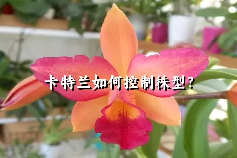 卡特兰如何控制株型？