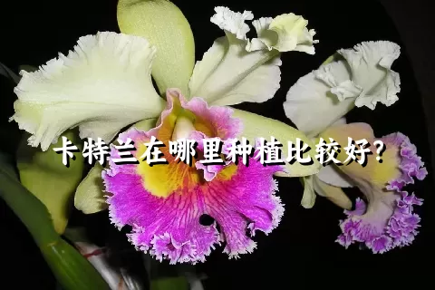 卡特兰在哪里种植比较好？