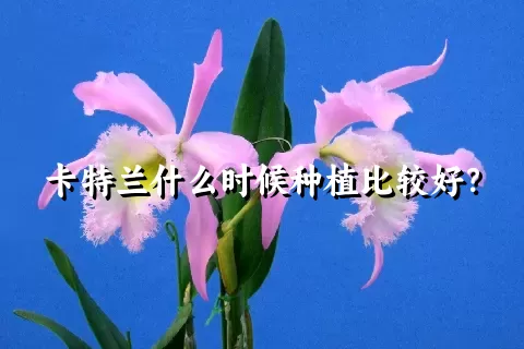 卡特兰什么时候种植比较好？