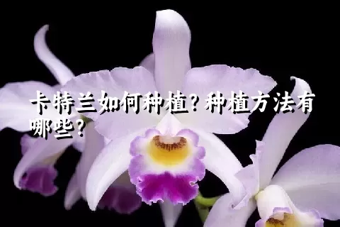 卡特兰如何种植？种植方法有哪些？