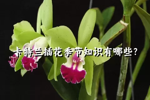 卡特兰插花季节知识有哪些？