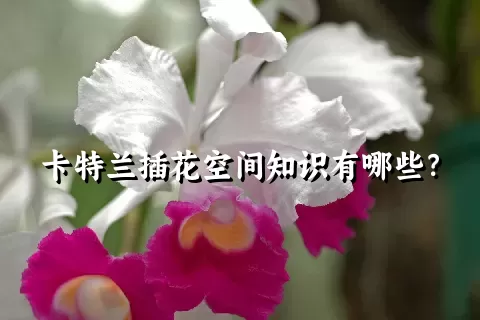 卡特兰插花空间知识有哪些？