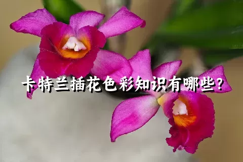 卡特兰插花色彩知识有哪些？