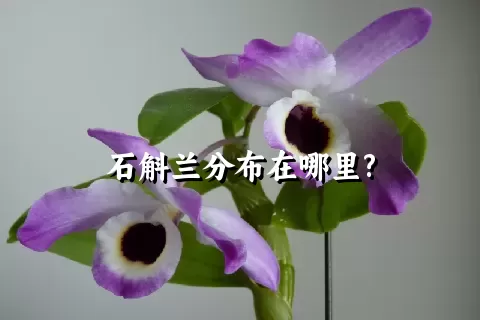 石斛兰分布在哪里?