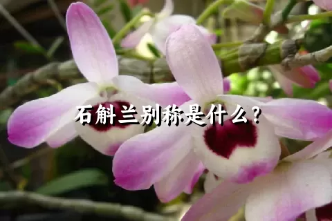 石斛兰别称是什么？