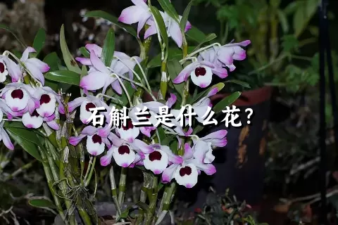 石斛兰是什么花？