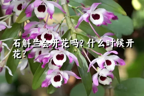 石斛兰会开花吗？什么时候开花？